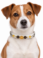 Champagne Dusk Human & Pet Match — dog wearing the pet collar, AI styling illustration