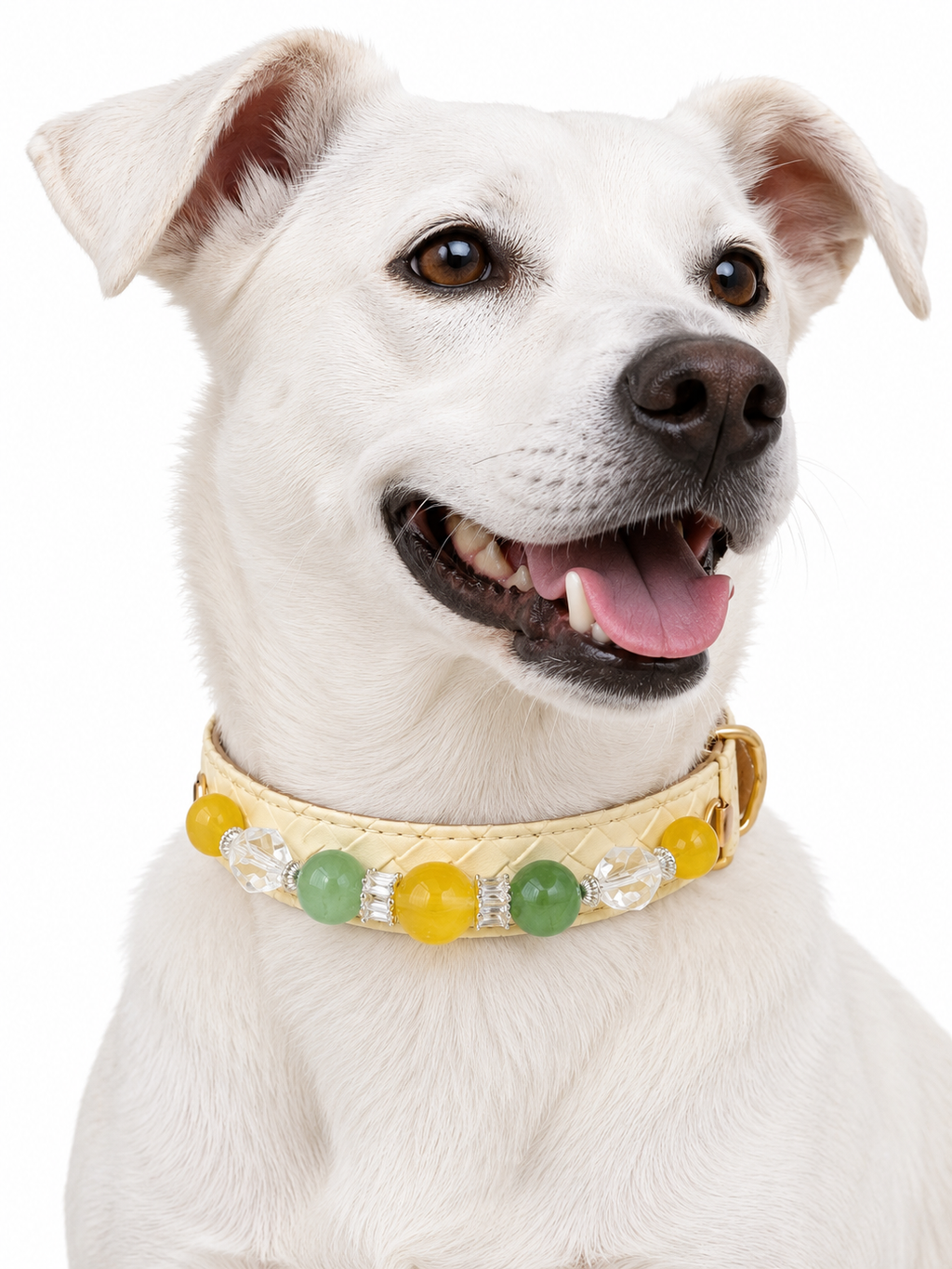 Citrus Garden Beaded Pet Collar - AI pet wearing styling illustration