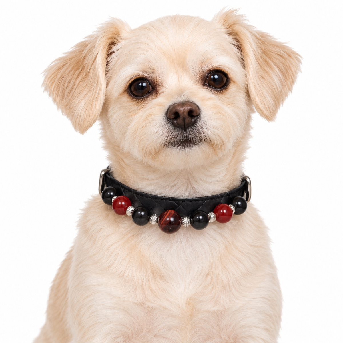Crimson Midnight pet collar on a cream dog, AI styling illustration