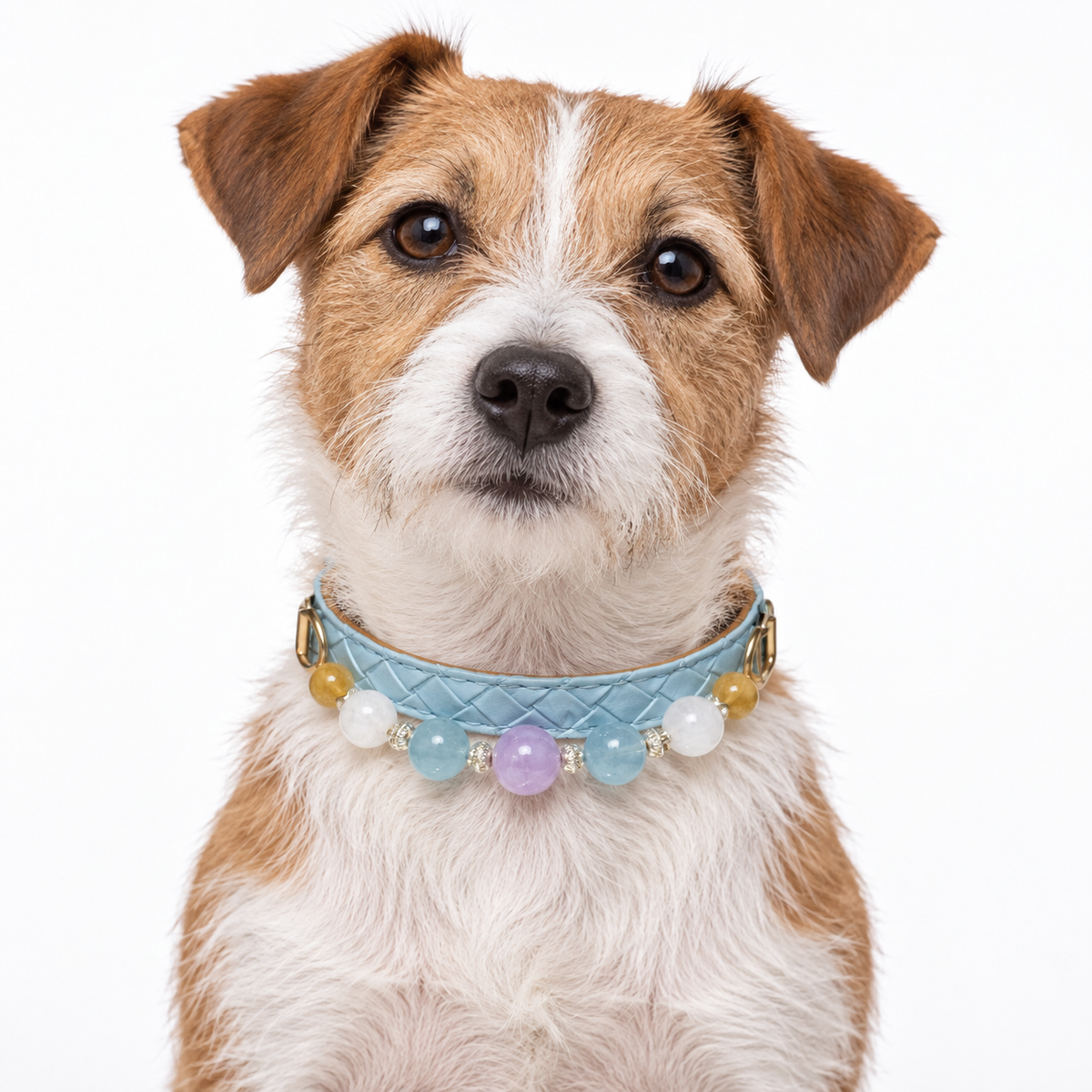 Lavender Coast Human & Pet Match — AI pet wearing styling illustration
