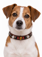 Earth & Ember Human & Pet Match — dog wearing the pet collar, AI styling illustration