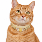 Golden Clarity Human & Pet Match — cream cat wearing the pet collar, AI styling illustration