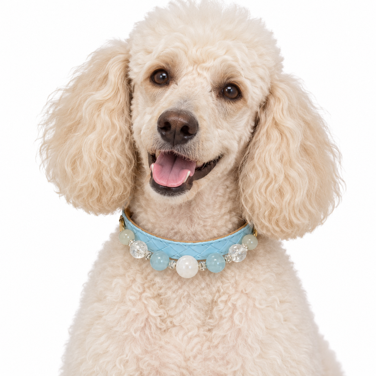 Moonlit Blue Human & Pet Match — cream poodle wearing the pet collar, AI styling illustration