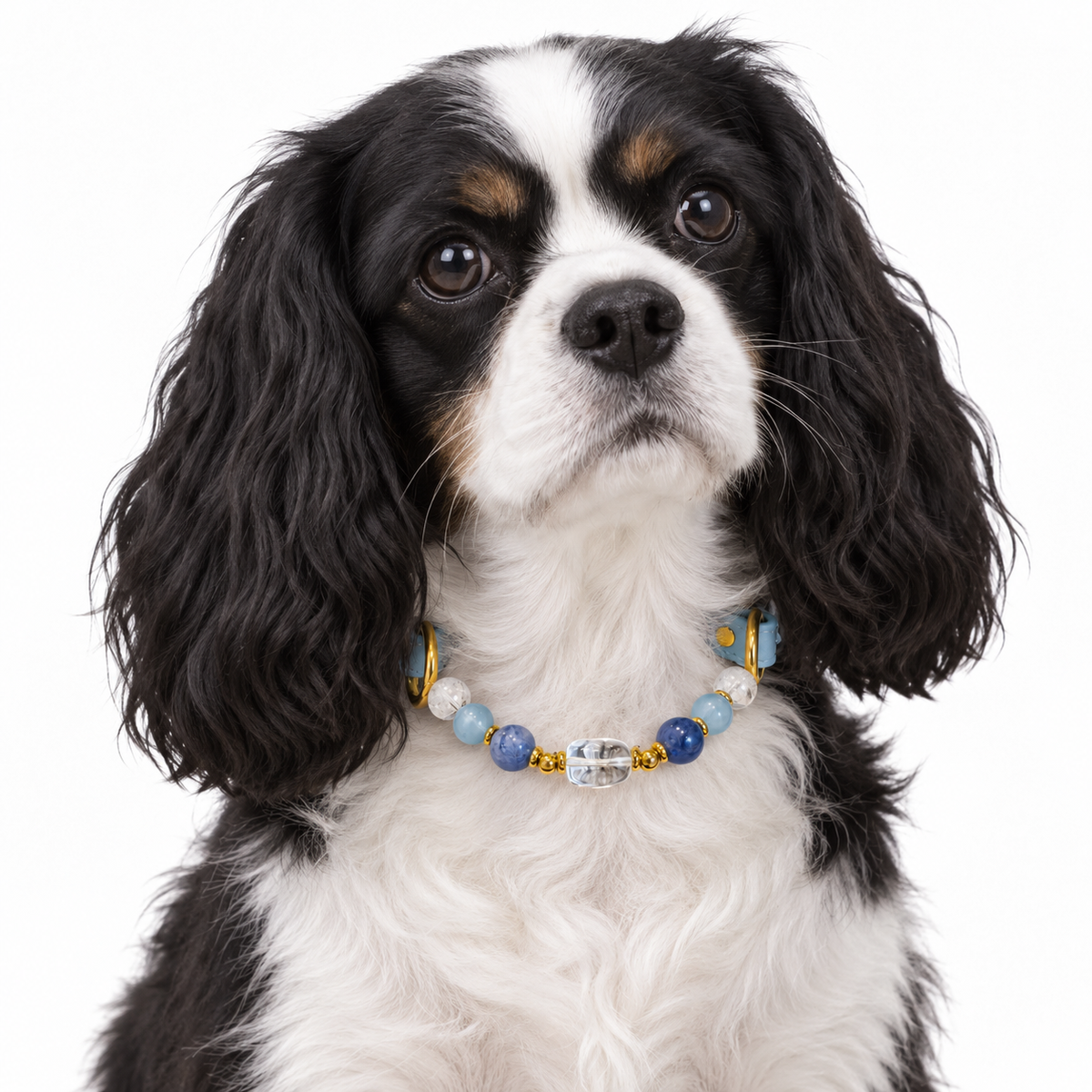 Ocean Clarity Human & Pet Match — pet wearing the pet collar, AI styling illustration