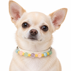 Pastel Confetti Beaded Pet Collar - AI pet wearing styling illustration