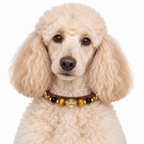 Smoky Gold Human & Pet Match — cream poodle wearing the pet collar, AI styling illustration