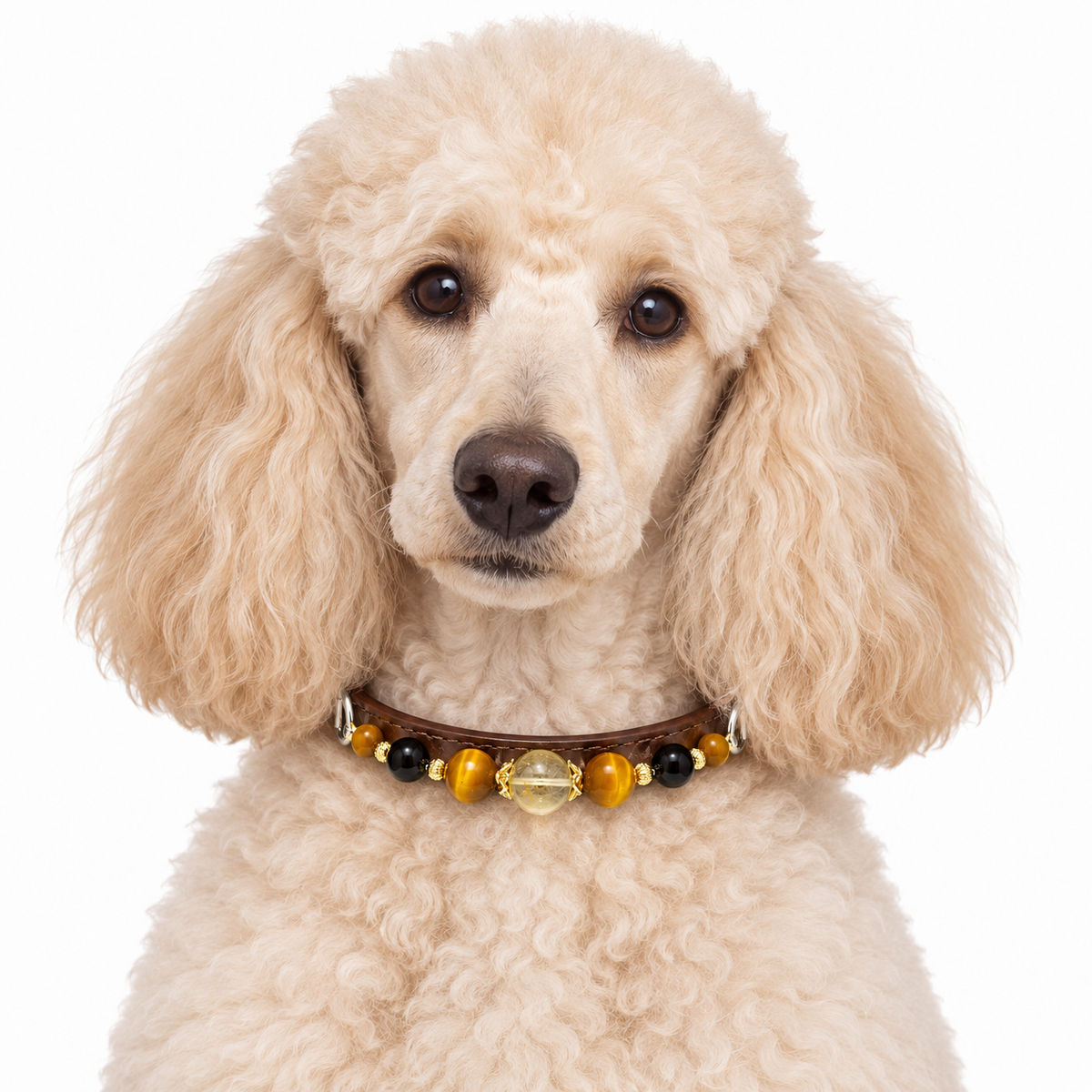 Smoky Gold Human & Pet Match — cream poodle wearing the pet collar, AI styling illustration
